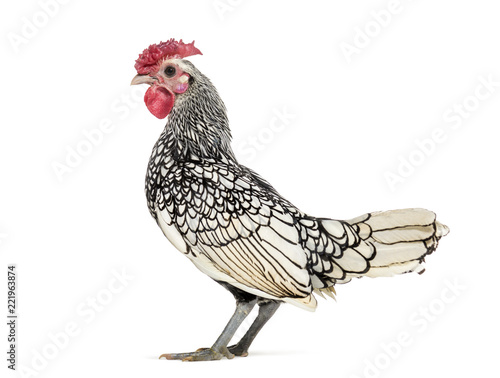 Sebright chicken, standing against white background photo