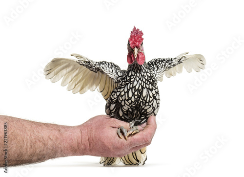 Sebright chicken, against white background
