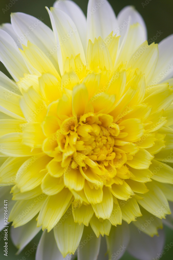 Closeup of a yellow white dahlia flower 