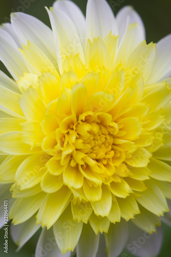 Fototapeta Naklejka Na Ścianę i Meble -  Closeup of a yellow white dahlia flower 