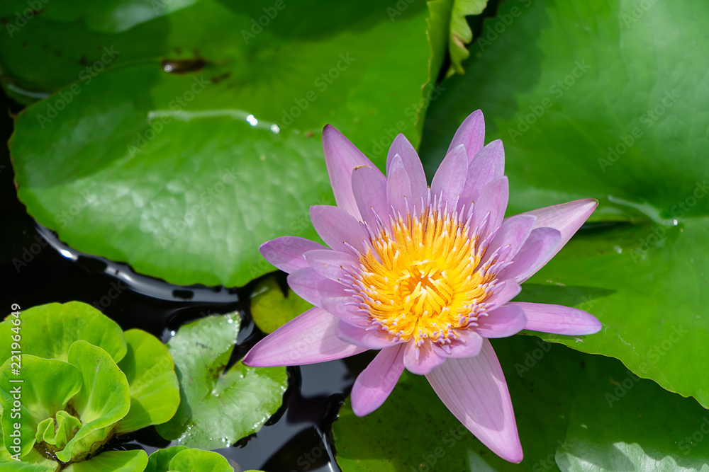 violet waterlily flower