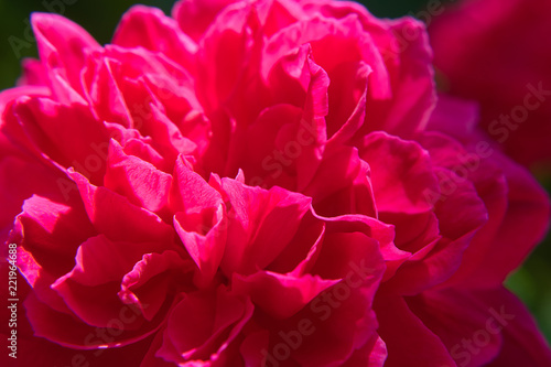 pink damask rose