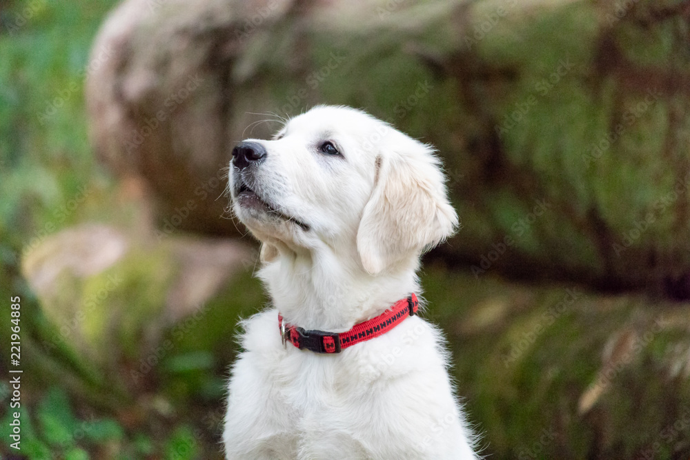 Golden Retriever Welpe Golden Retriever Welpe