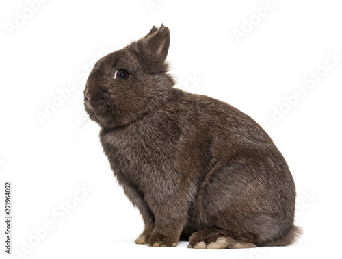 Dwarf rabbit, sitting against white background