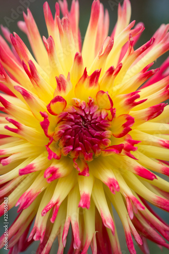 Fototapeta Naklejka Na Ścianę i Meble -  Closeup of a yellow orange red dahlia flower 
