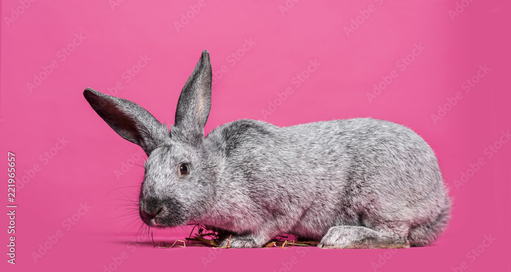 Obraz premium Argente królik na białym tle