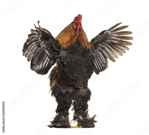 Brahma Rooster, standing against white background