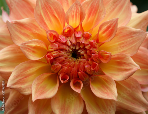 Fototapeta Naklejka Na Ścianę i Meble -  Closeup of a yellow orange dahlia flower