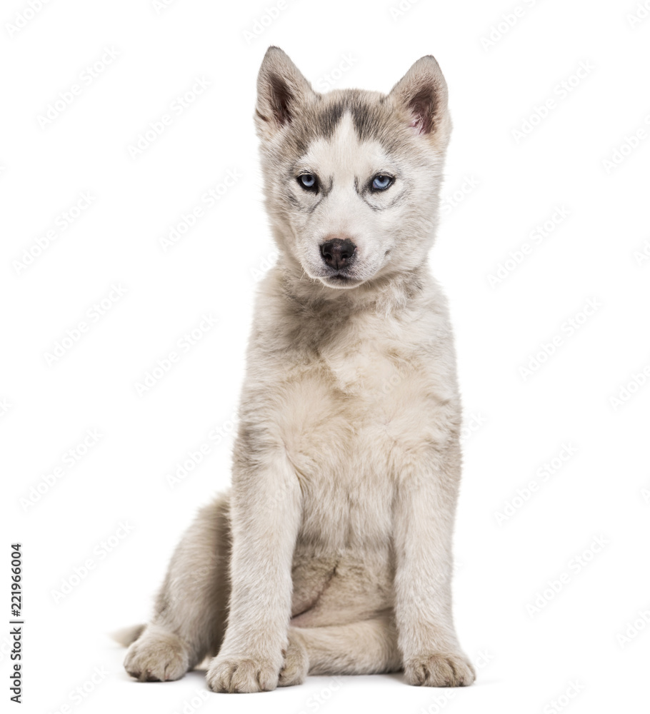 Husky dog, 2 months old, sitting against white background