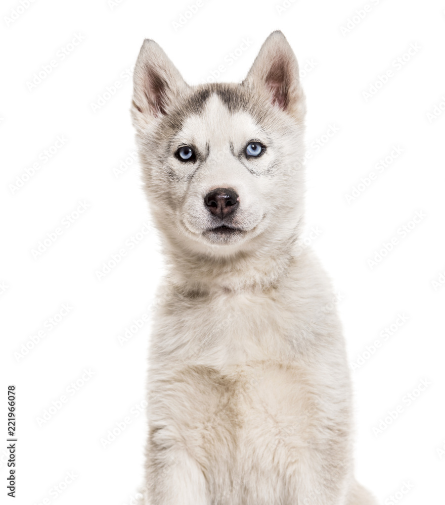 Husky dog, 2 months old, sitting against white background