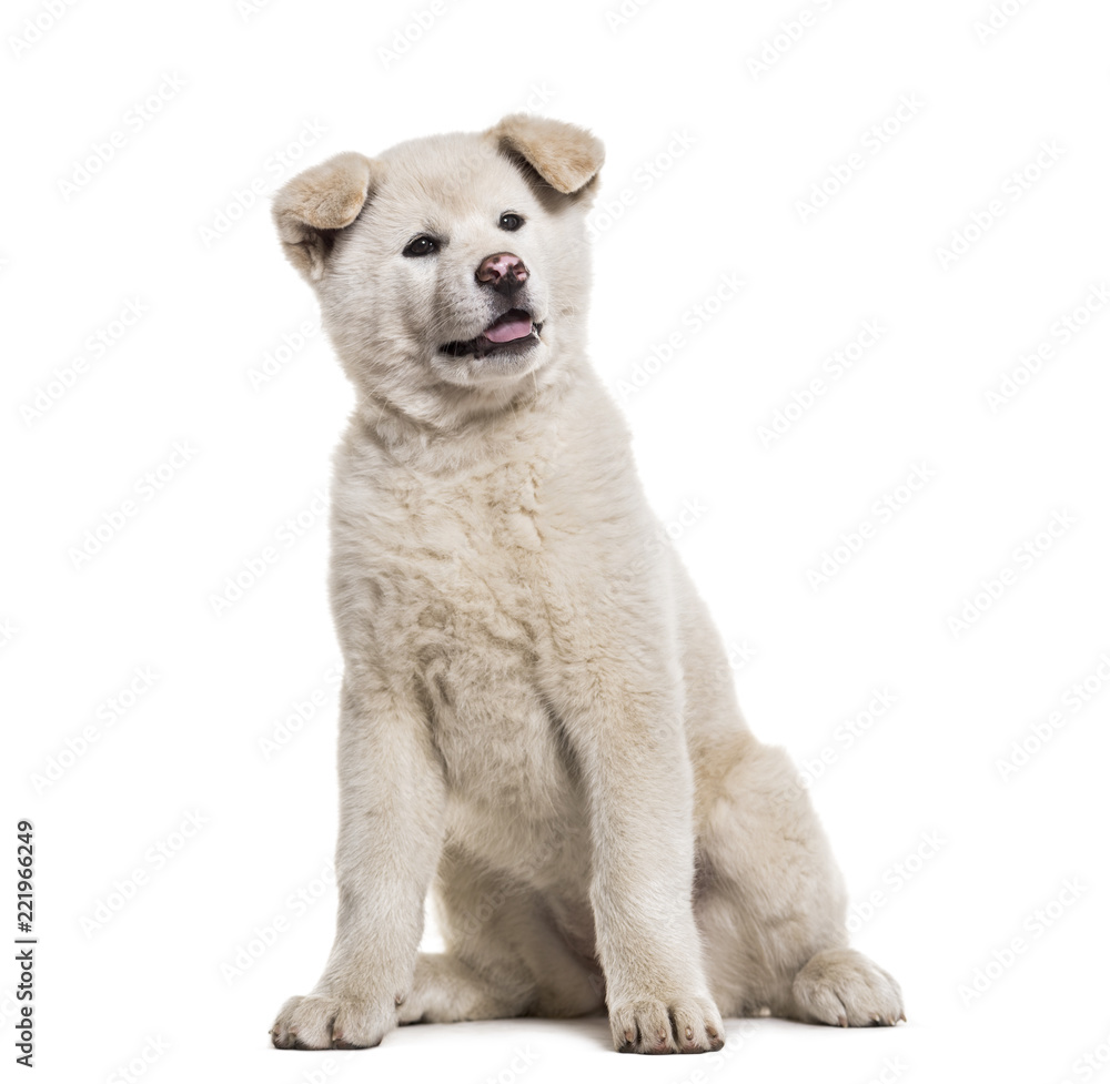 Akita Inu puppy, 2 months old, sitting against white background Akita Inu puppy, 2 months old, sitting against white background