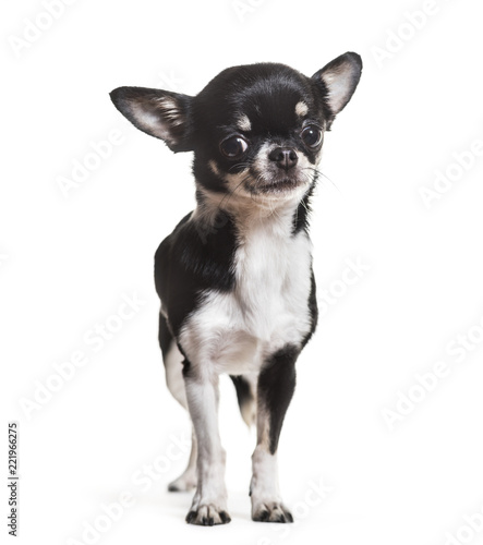 Chihuahua dog, 3 years old, standing against white background © Eric Isselée