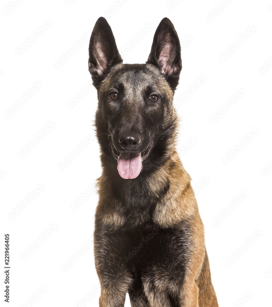 Malinois, 1 year old, sitting against white background Malinois, 1 year old, sitting against white background