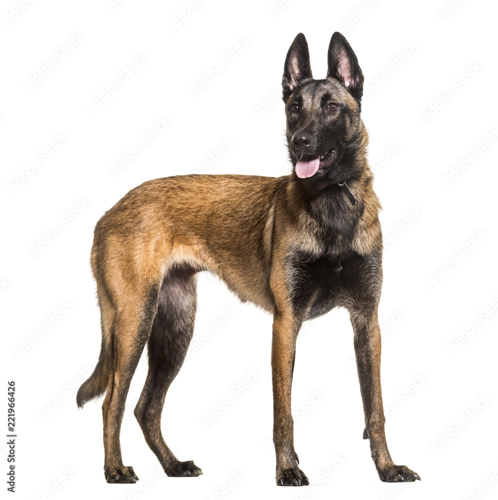 Malinois dog, 1 year old, standing against white background