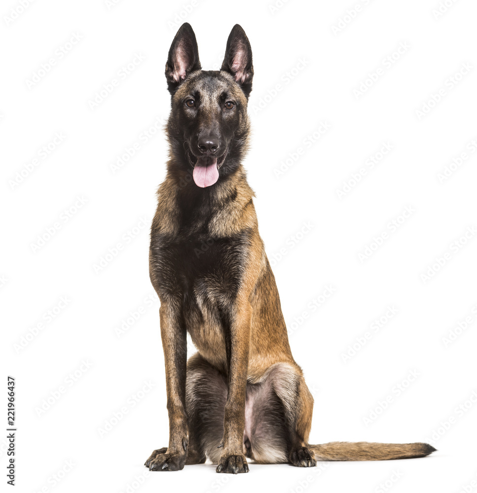 Malinois dog, 1 year old, sitting against white background Malinois dog, 1 year old, sitting against white background