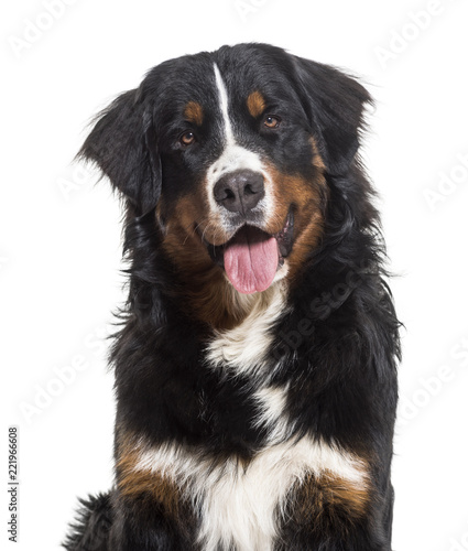 Bernese Mountain Dog, 10 months old, sitting against white background