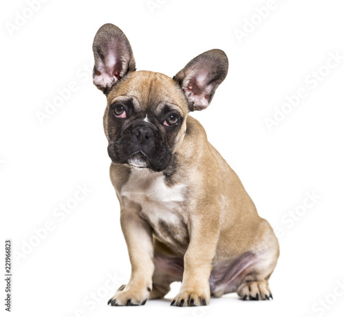 French Bulldog, 5 months old, sitting against white background