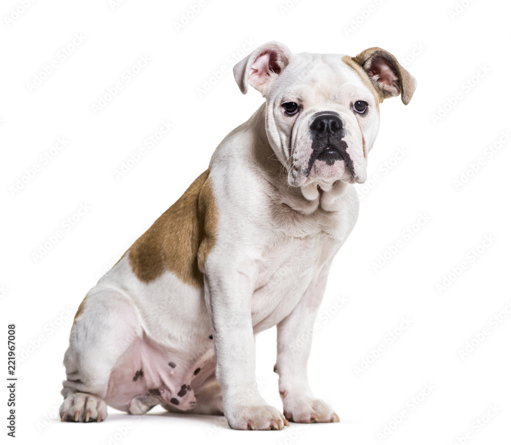 French Bulldog, 5 months old, sitting against white background