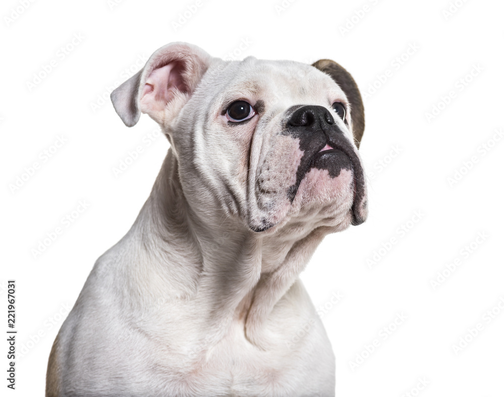 French Bulldog, 5 months old, close up against white background
