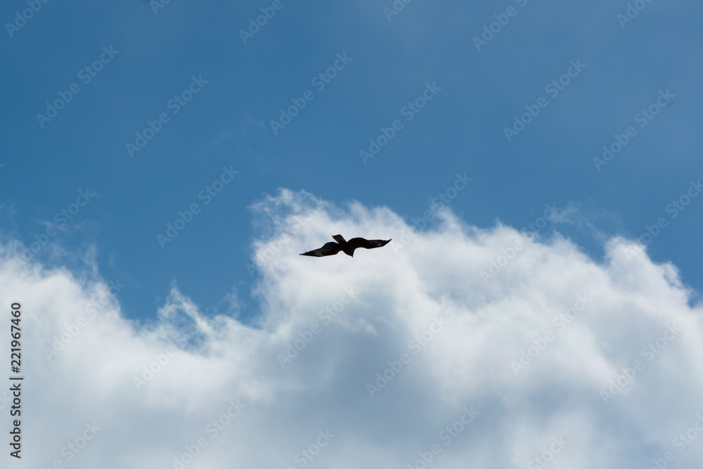 優雅に飛ぶ鳶 / 青空バック 優雅に飛ぶ鳶 / 青空バック