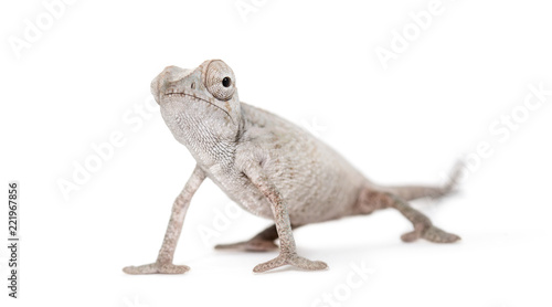 Young veiled chameleon, Chamaeleo calyptratus, against white bac