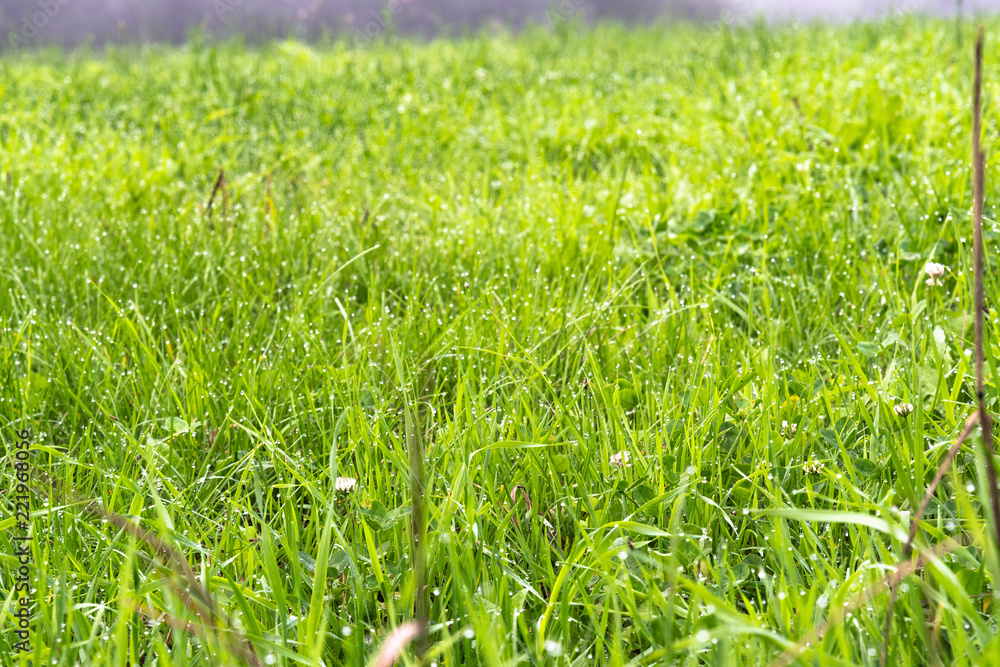 朝露のついたみずみずしい植物 / 夏の高原のイメージ