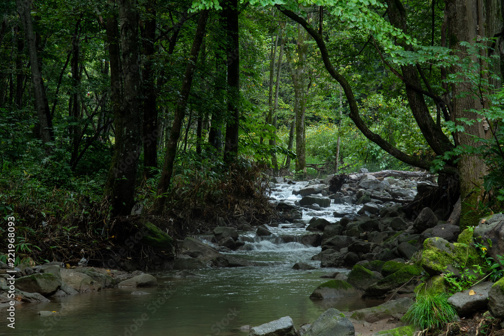 Obraz premium 森の中の清流 / 爽やかな緑のイメージ