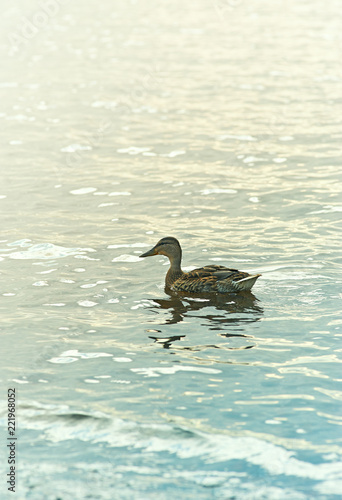 A male Mallard Duck on the Lake. Wild birds. Natural landscape with wild animal. Copy space