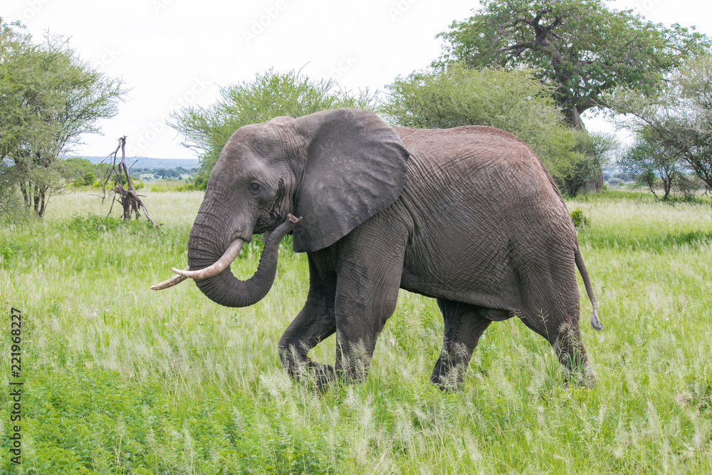 Naklejka premium elephant in Tanzania