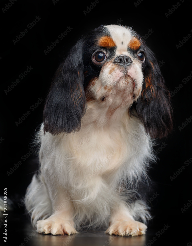 Cavalier King Charles Spaniel dog on Isolated Black Background in studio
