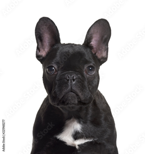French Bulldog  4 months old  against white background