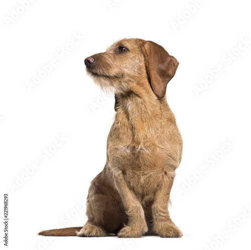 Fototapeta Naklejka Na Ścianę i Meble -  Basset Fauve de Bretagne dog, 8 months old, sitting against whit