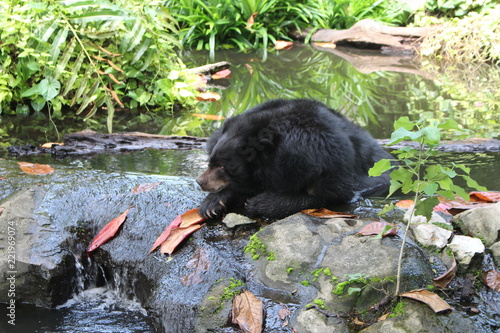 Asian black bear at the zoo, Asiatic black bear (Ursus thibetanus)