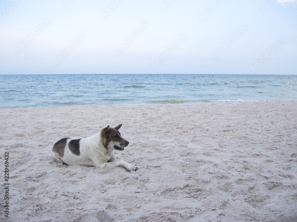 Black and white short haired dog lying down on the beach sand by the sea. Hua Hin, Thailand.