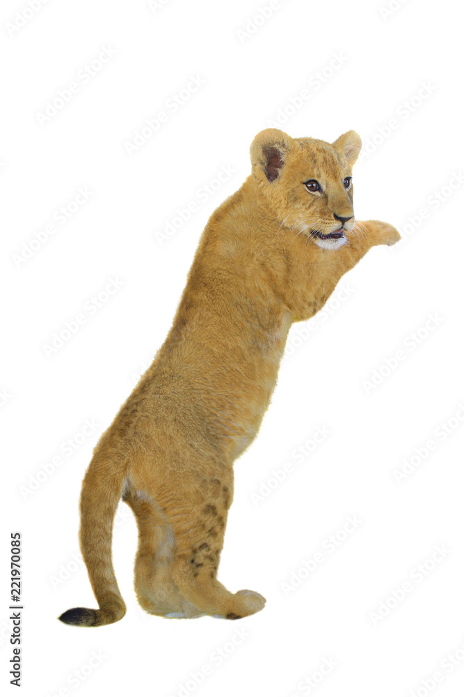 Obraz premium tiger cub isolated