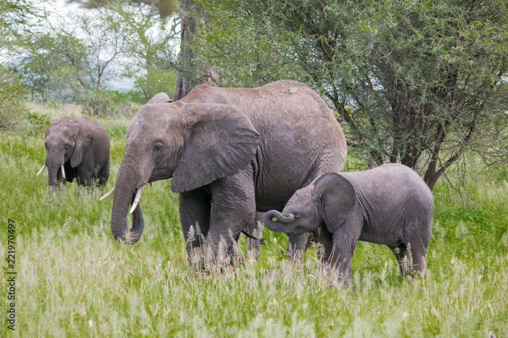 Fototapeta premium african elephant