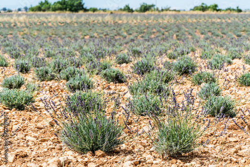 Fototapeta Naklejka Na Ścianę i Meble -  Field of young lavender flowering plants. Nature background.