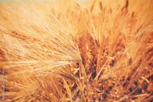 Golden barley crops field