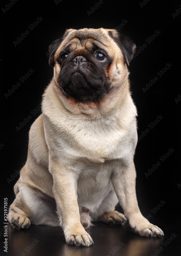 Obraz premium Pug dog on Isolated Black Background in studio