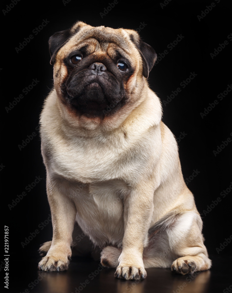 Obraz premium Pug dog on Isolated Black Background in studio