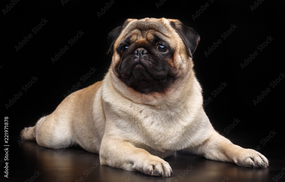 Pug dog on Isolated Black Background in studio Pug dog on Isolated Black Background in studio