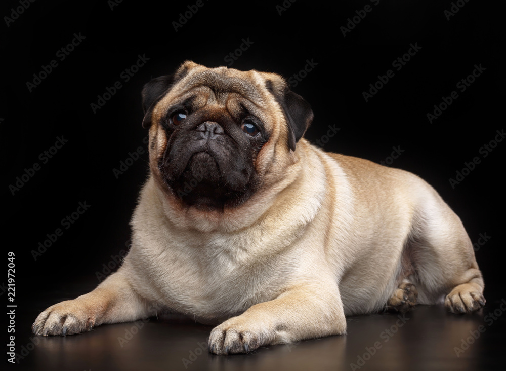 Pug dog on Isolated Black Background in studio Pug dog on Isolated Black Background in studio