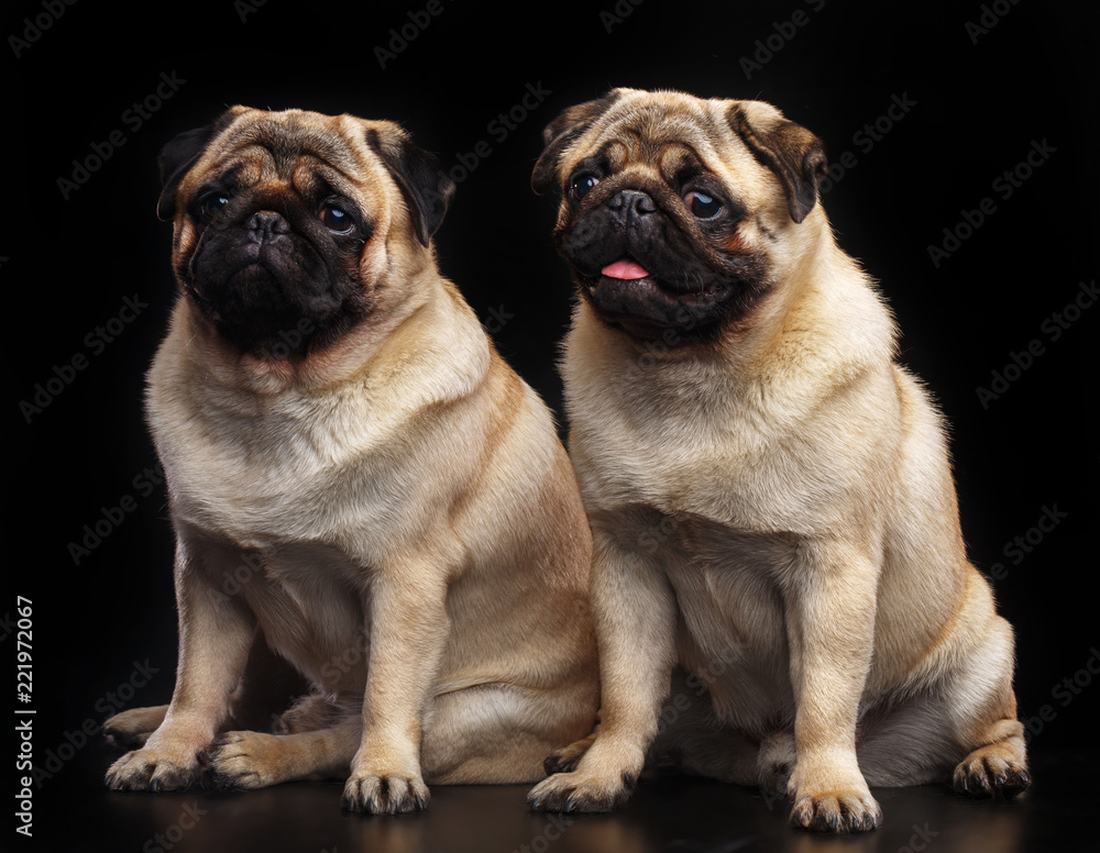 Obraz premium Pug dog on Isolated Black Background in studio