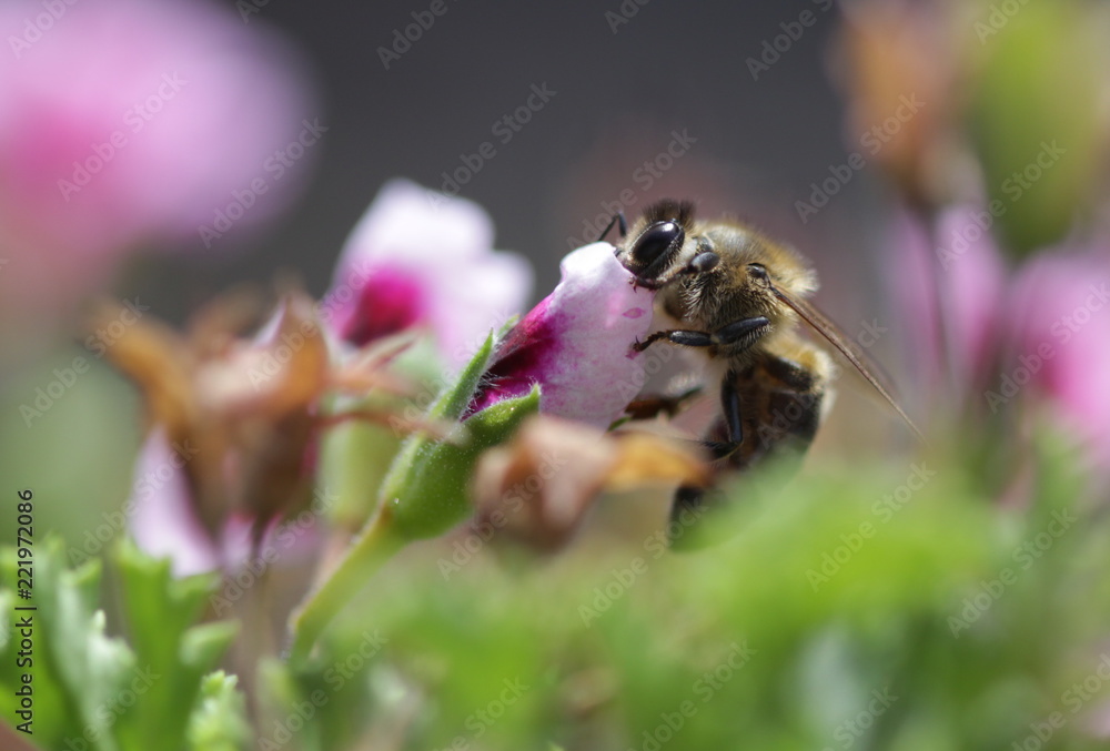 Bee pollinating a flower Bee pollinating a flower
