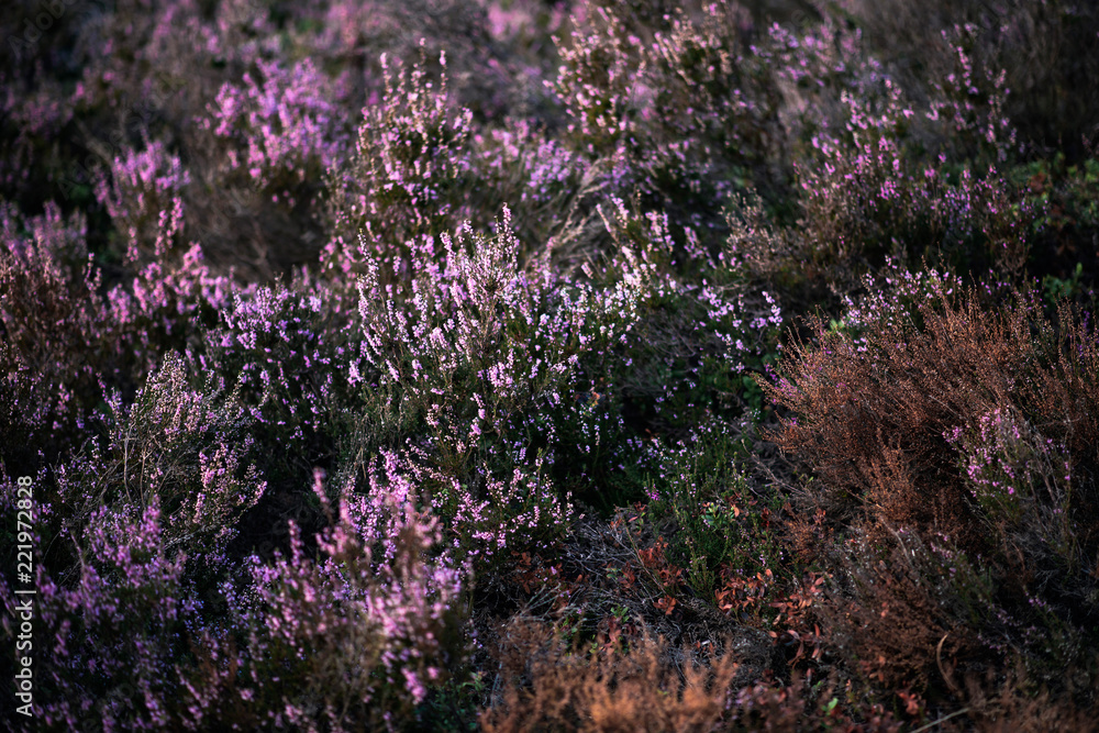 Blooming heather in field.