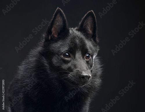 Schipperke dog on Isolated Black Background in studio photo