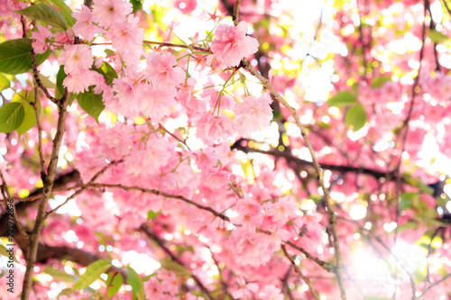 Beautiful blooming cherry blossom in spring in the Jardin des Plantes in Paris, France