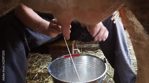 The man milks a cow. The person in the shed on a farm gets milk from a cow.