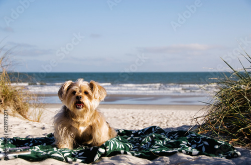Long Haired Dog Sitting on Blanket at the Beach