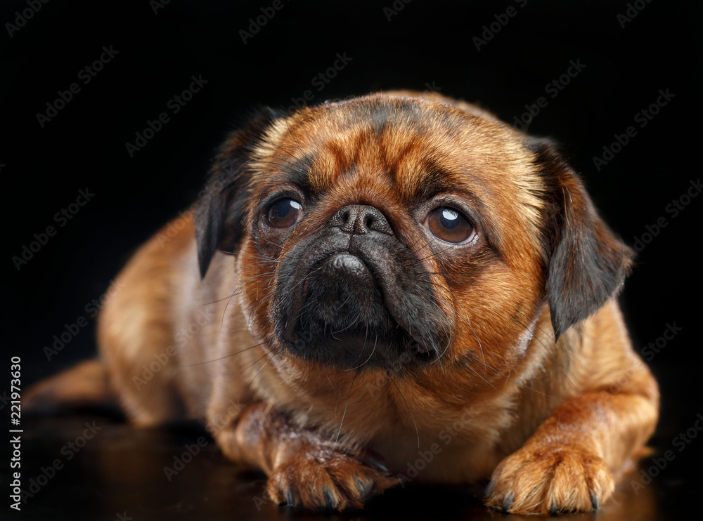 Belgian Griffon, Brussels Griffon dog on Isolated Black Background in studio